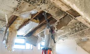 Reliable Dillon, MT Mold Remediation Solutions